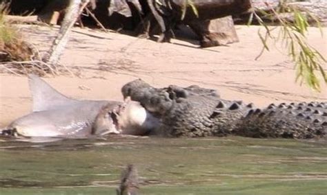 Saltwater Crocodile Vs Bull Shark Australia Rthedepthsbelow