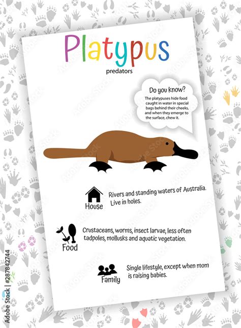 Platypus Food