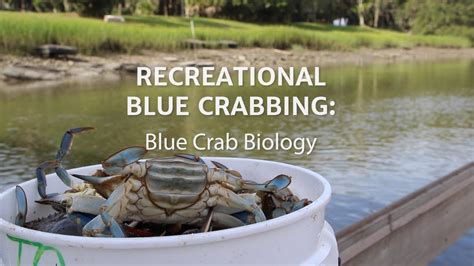 Recreational Blue Crabbing Blue Crab Biology Youtube