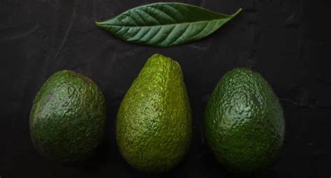 Different Avocado Varieties | Types, Species & Kinds - EmbraceGardening