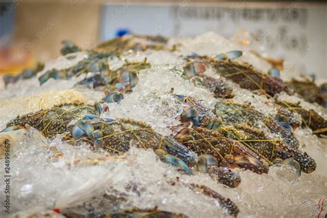 Extra Large Size Of Portunus Pelagicus Also Known As The Flower Crab