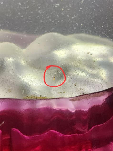 Is this a hatching egg?! : r/SeaMonkeys