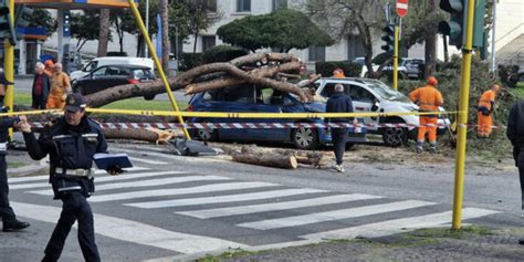 Tragedia Sfiorata Nel Traffico Gigantesco Pino Cade Su Un Semaforo E