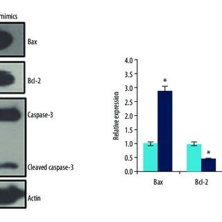 Expression Of Apoptosis Related Proteins In The Nc And Mir