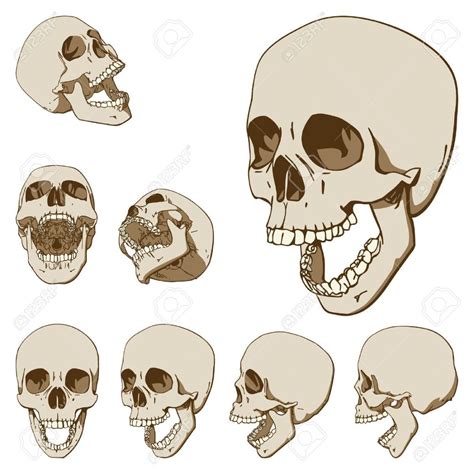 open mouth skull skull illustration skull reference human skull drawing
