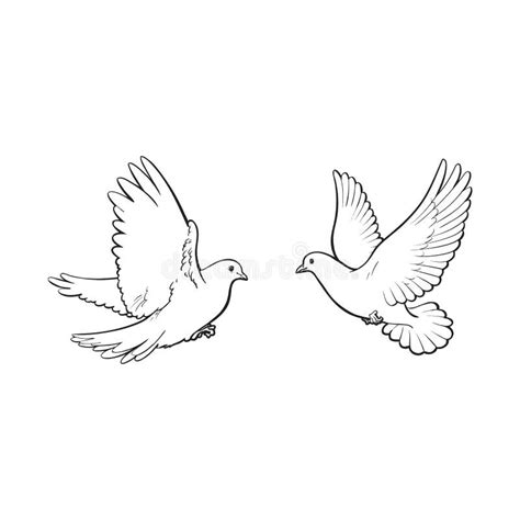 Two Free Flying White Doves, Isolated Sketch Style Illustration Stock ...