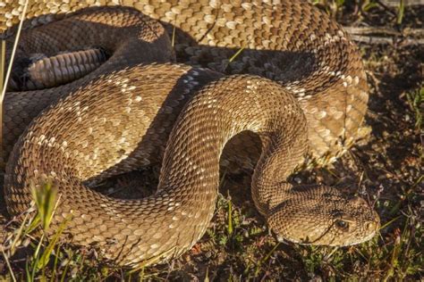 CUIDADO Llega la temporada de las víboras de cascabel esto debes