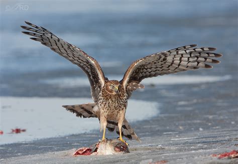 Fish Eating Northern Harriers « Feathered Photography