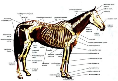скелет лошади: 15 тыс изображений найдено в Яндекс.Картинках | Horses ...