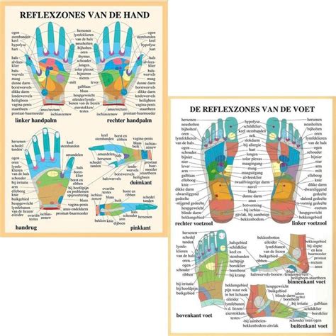 Het Menselijk Lichaam Anatomie Posters Hand En Voetreflexologie