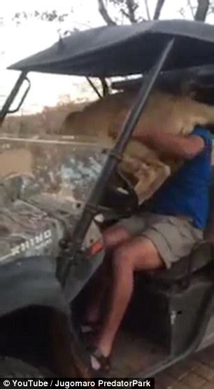 Lion Jumps Into A Safari Vehicle And Climbs Onto Man S Lap Daily Mail