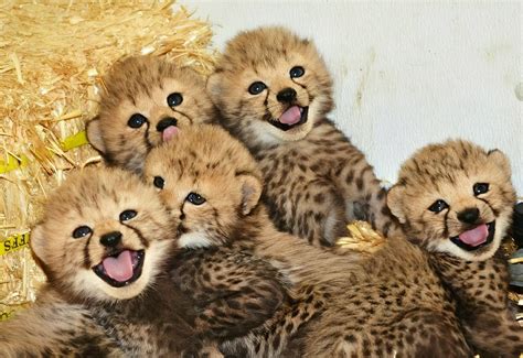 Cheetah cubs ️ : r/Eyebleach