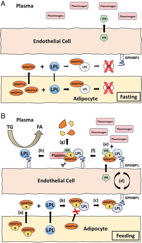 Angiopoietin Like Protein 4 8 Complex Mediated Plasmin Generation Leads