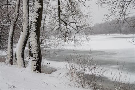 Winter Day River Frozen Covered With Ice And Naked Trees Covered