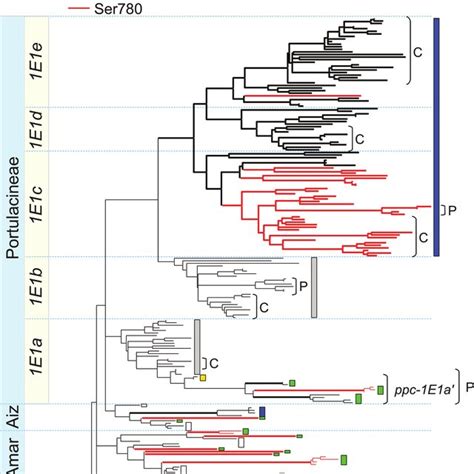 Phylogenetic Relationships Among Pepc Encoding Genes From Land Plants