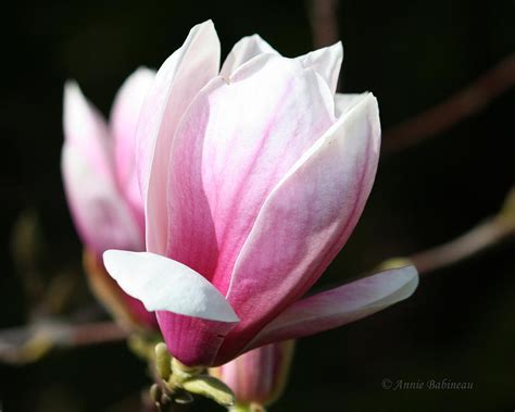 Sugar Magnolia Photograph By Annie Babineau