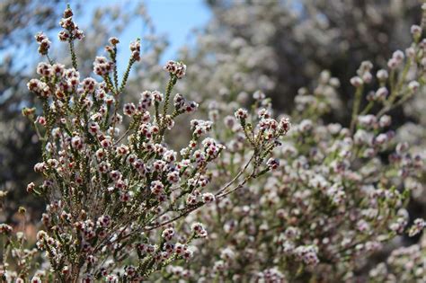 Summer Flowering Plants For Australian Gardens Ultimate Backyard