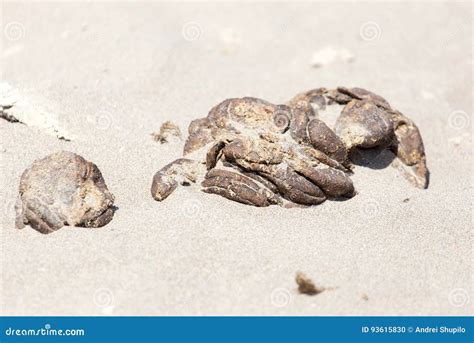 Excremento Do Cavalo Na Areia Foto de Stock Imagem de ninguém terra