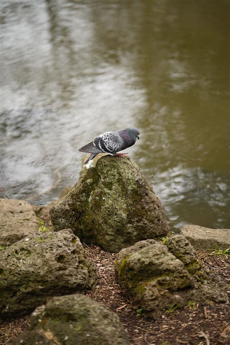 Rock Pigeon Photos, Download The BEST Free Rock Pigeon Stock Photos & HD Images