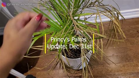 Princys Palms Update How To Prune Majesty Palm Plants Nursing