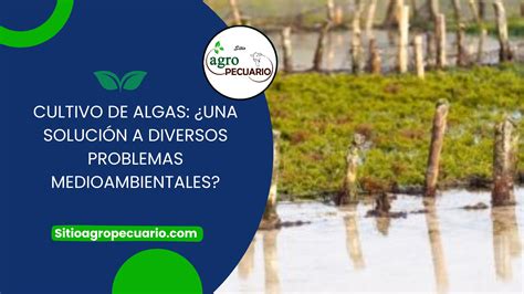 Cultivo de algas una solución a diversos problemas medioambientales