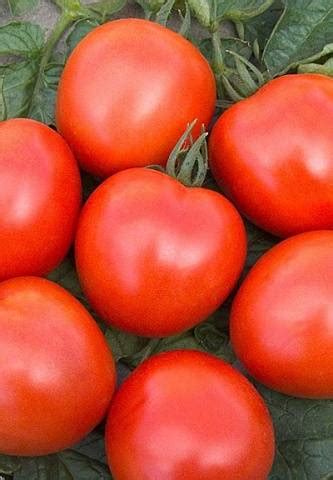 Determinant Early Ripe Varieties Of Tomatoes Healthy Food Near Me