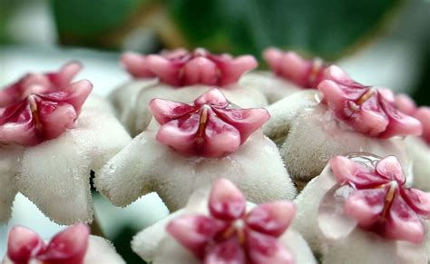 Hoya Obovata Overview Plant And Care Guide Gardening HowTo By Evan