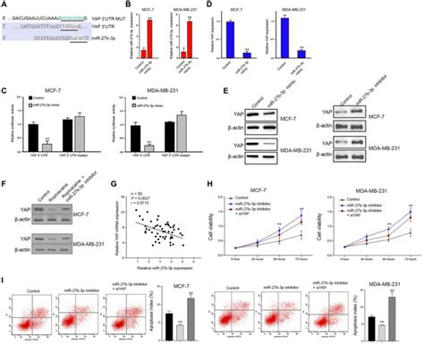 MiR 27b 3p Targets YAP In Breast Cancer Cells A The Interaction Of