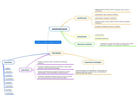 Amino Cidos Mind Map