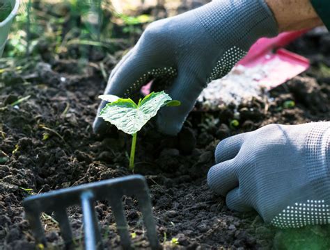 Why You Should Use Epsom Salt on Your Cucumber Plants