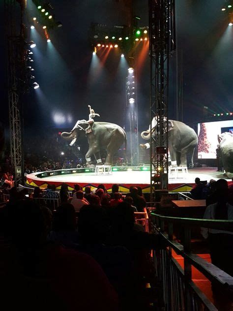 11 UniverSoul Circus ideas | circus, circus food, all about elephants