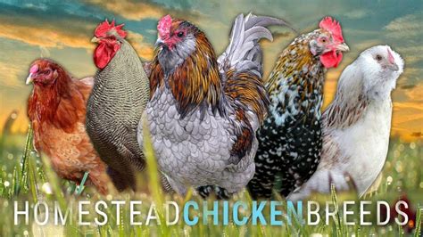 Which Chicken Breed Is Right For Your Homestead Lumnah Acres Grass