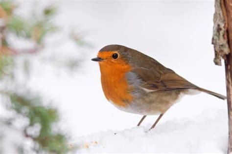 Do Robins Migrate? (Robin Migration Explained)