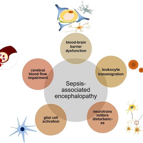 Proposed Pathological Process Of Bbb Dysfunction During Sae The Bbb