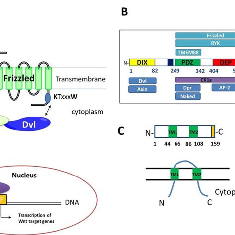 A Overview Of The Wntβ Catenin Signaling Pathway The Binding Of Wnt