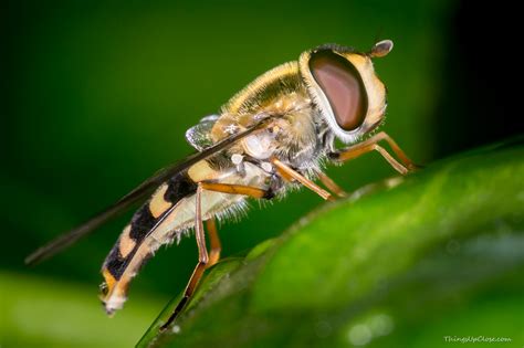 Syrphidae (Hoverflies)