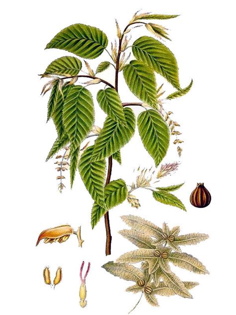 Carpinus Betulus Flora De Canarias Dibujos