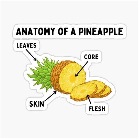 Pegatina Anatomía de una piña frutas de verano200 de EldredMosciski