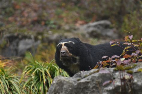 Spectacled Bear Tremarctos Ornatus Zoochat