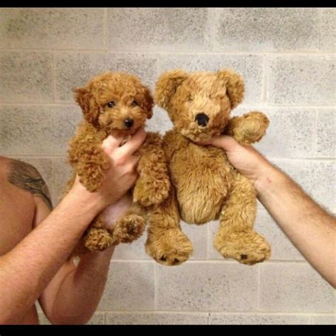 Cavapoo Compared To A Teddy Bear Dogs Pinterest Cavapoo Dog And