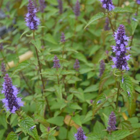 Agastache Rugosa Little Adder 3l Coolings Garden Centre