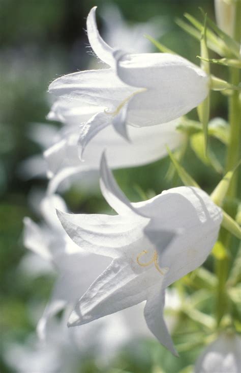 White Bell Flowers Shrub