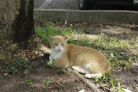 Crece Abandono De Gatos En El Jardín Botánico De Culiacán