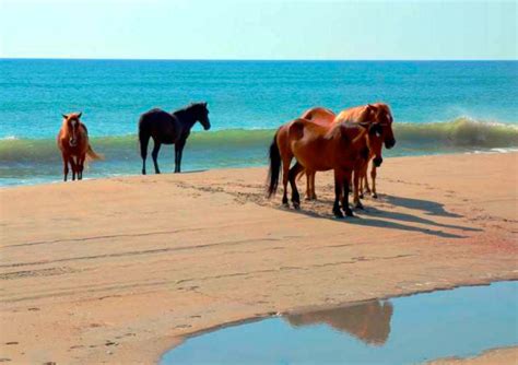 Estampida de caballos arrolla anciano en Bucerías