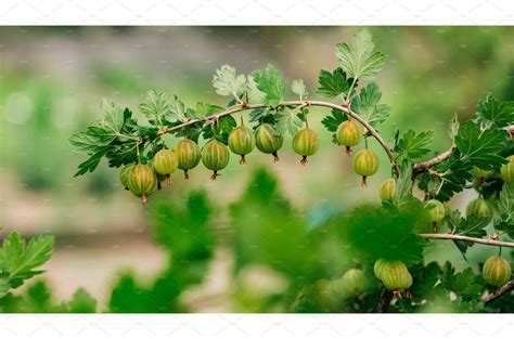 Green Gooseberries. Growing Organic | Food Images ~ Creative Market