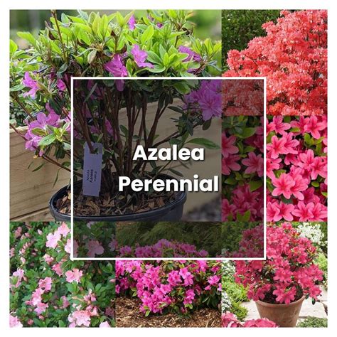 How to Grow Azalea Perennial - Plant Care & Tips | NorwichGardener