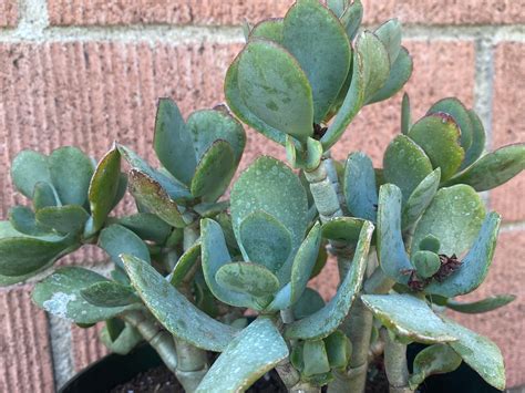 Wave Leaf Jade Blue Bird Crassula Arborescens Etsy