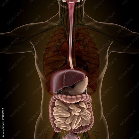 Anatomy Of Human Organs In X Ray View Stock Illustration Adobe Stock