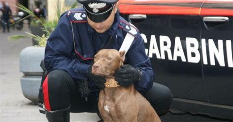 Eboli Bimbo Sbranato Da Due Pitbull In Arrivo La Decisione Dei