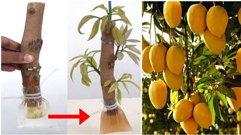 How To Propagate Mango Tree From Cuttings Grow Mango Tree From